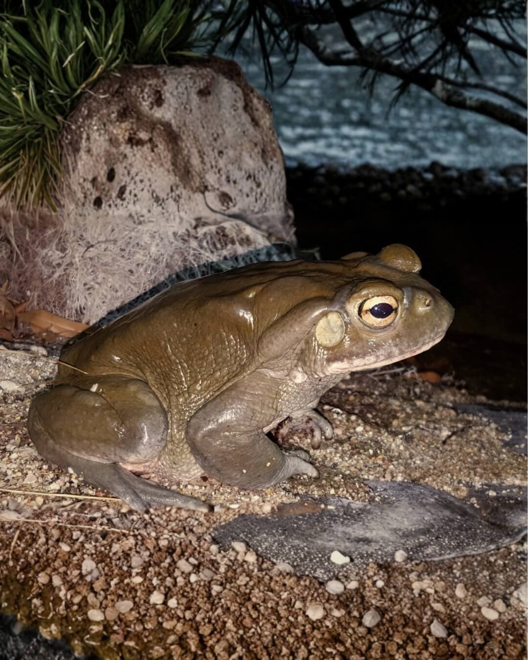 Sacred Heart Sonora | Bufo Alvarius Tulum