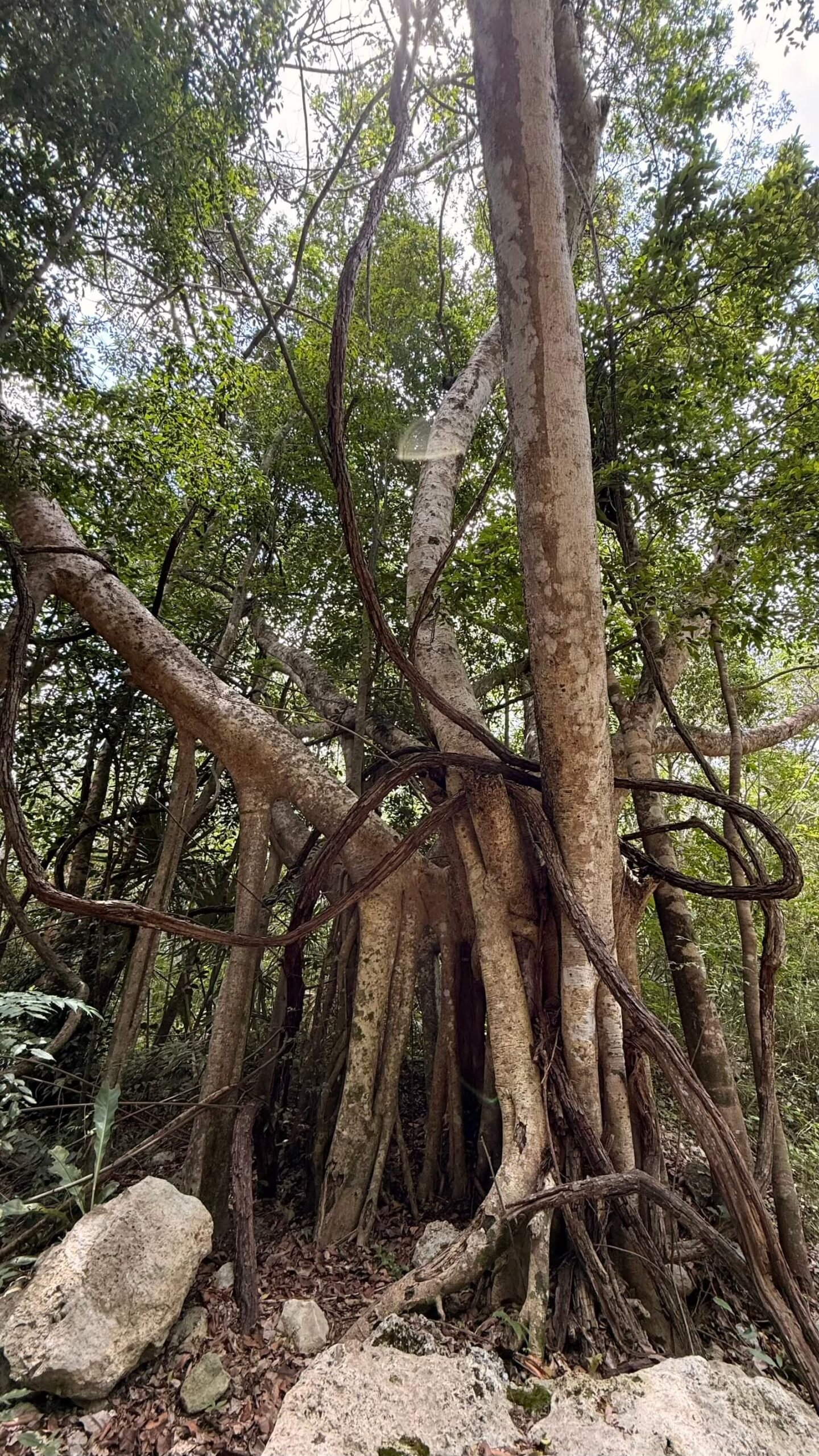 Pixan Sanctuary Bufo Kaan Ceremony Tulum Mexico